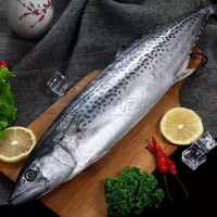 源外园青岛大鲅鱼整条 5斤-20斤 深海马鲛鱼 新鲜冷冻燕鲅鱼 生鲜 10斤左右整条
