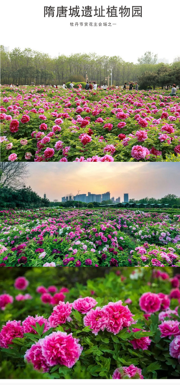 4月赏牡丹正当时!住宿门票都包了!河南洛阳市区酒店1晚住宿+牡丹园门票2份