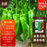 北蔬牛角椒种子大果尖椒辣椒蔬菜种籽 北蔬牛角椒种子100粒
