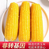 农投康良 东北黄糯玉米240-260g10棒/箱