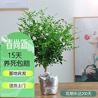 花友 九里香盆栽水培植物老桩树苗室内花卉绿植含盆 独杆九里香4年苗桩(原土不含盆) 含盆