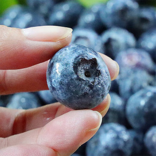 每盒9.9元！京鲜生 大号当季云南蓝莓（18mm+）125g*6盒