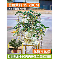 临雅 垂丝茉莉盆栽带花苞绿植室内花卉四季开花泰国垂吊植物风车大苗 苗15-20cm左右