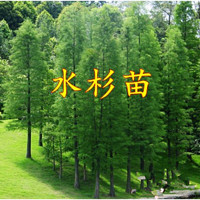 xinganhe 鑫干和 四季绿化苗木水杉树杉树苗水杉树苗水杉树小苗落羽杉南北方适合 2米高 81cm(含)-110cm(含)