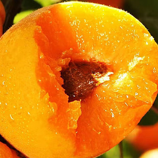 京世泽 陕西金太阳大黄杏 酸甜大杏子 时令水果 颗颗美味 2斤