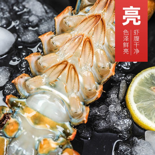  朕之鲜 鲜活 大龙虾  大龙虾 800-900g/只 1只 0.8kg