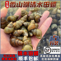 云映渔舟 微山湖清水活体田螺大石螺螺蛳剪尾鲜活新鲜无泥无沙活的螺丝肉 1斤精选田螺（无泥无沙包活） 0g