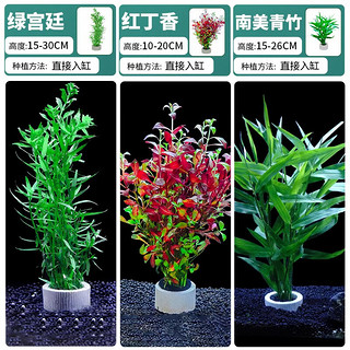 CRAZY PLANT鱼缸水草植物直接入缸真草造景套餐全套阴性水草绿植装饰蜈蚣草 【种植环】绿青竹+绿宫廷+红丁香