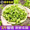 卫青沙窝榆钱新鲜（现摘）榆钱叶榆钱儿榆钱串子 新鲜野菜 3斤装