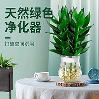 德梵蒂 花瓶花艺富贵竹水培植物观音竹水生养绿植室内花卉盆栽观叶客厅 3支+盆