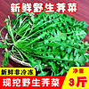 阿树尚【鲜挖】荠菜新鲜野生荠菜野菜新鲜现挖地菜荠荠菜蔬菜地丁 新鲜荠菜1斤（量少不）