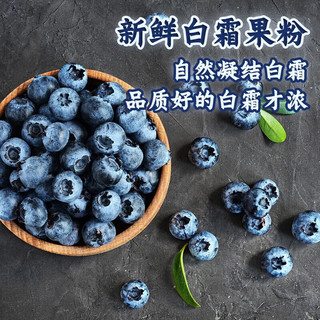 共雅 特大果  蓝莓 125g*6盒 果径15-18mm