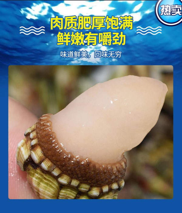 沢素湾 新鲜佛手螺 笔架海鲜 狗爪螺 观音掌 鹅颈藤壶生鲜 贝类 尝鲜