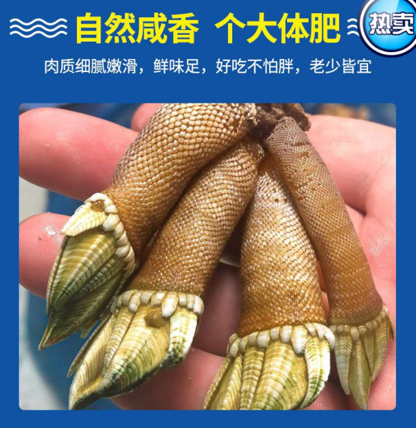 沢素湾 新鲜佛手螺 笔架海鲜 狗爪螺 观音掌 鹅颈藤壶生鲜 贝类 尝鲜