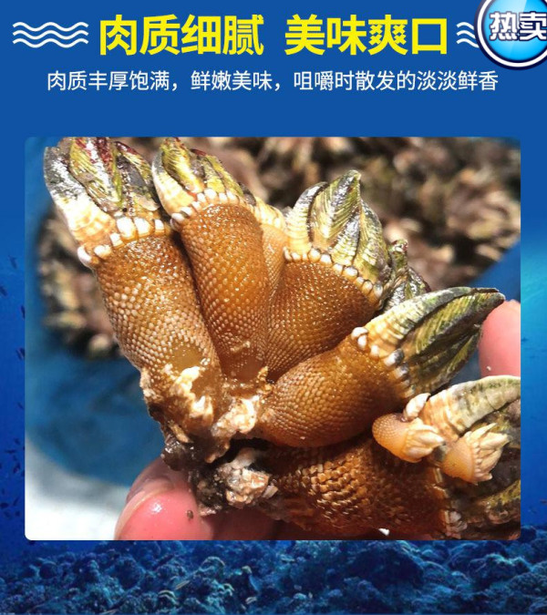 沢素湾 新鲜佛手螺 笔架海鲜 狗爪螺 观音掌 鹅颈藤壶生鲜 贝类 尝鲜