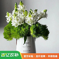 JIANSHI 简势 AB级云南鲜花批发香水百合鲜花批发云南直发家庭水养鲜切花 雀梅10枝+绿毛球5枝