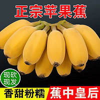 广西苹果蕉粉蕉应季水果香蕉超甜薄皮现摘新鲜香甜粉糥