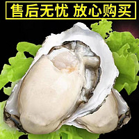 秒杀！乳山生蚝 2XL 鲜活牡蛎  5.5斤装（带官方溯源防伪标识、死蚝包赔）