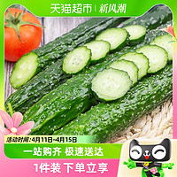 88VIP：美植盒子 寿光产地直发新鲜蔬菜带刺长黄瓜生吃凉拌蔬菜沙拉水果黄瓜即食