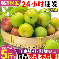京逸李子新鲜茂名钱排三华李酸脆三月青李子当季水果 1斤 |尝鲜小果【约50-60个/斤】