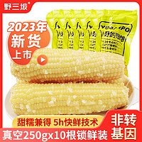 野三坡 23年新鲜采摘黄糯玉米白糯玉米10棒真空粘糯玉米苞米旗舰店