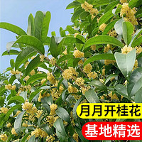 种花迷 桂花树苗盆栽可食用金桂四季桂开花不断室内外阳台庭院浓香型花卉 四季桂(原生)3年苗高30-40cm 不含盆