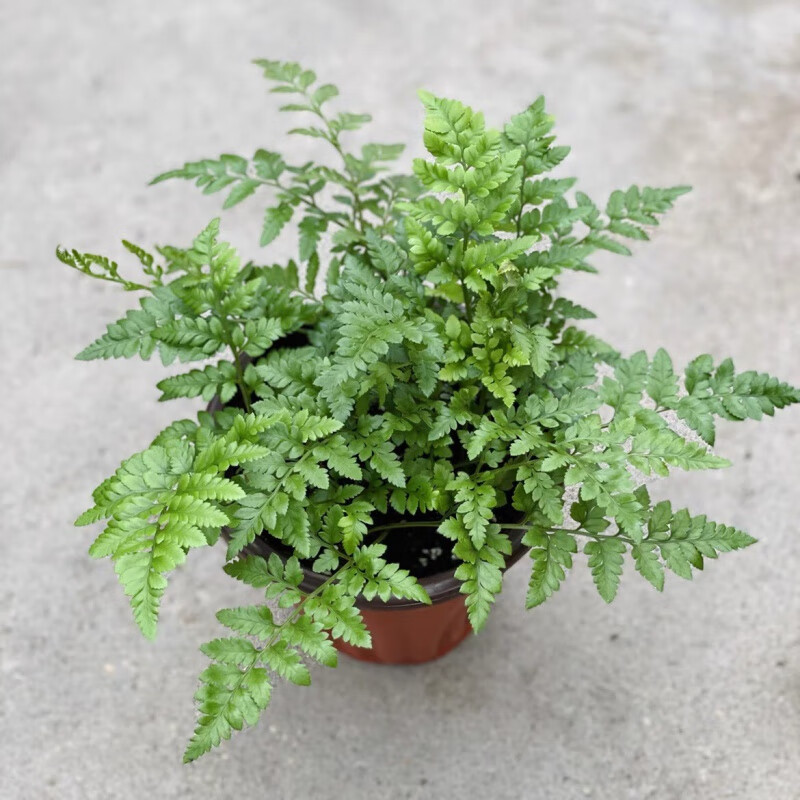 MOJY高山羊齿蕨盆栽芒叶羊齿叶室内植物好养耐寒耐热西餐糕点蛋糕配材 高山羊齿蕨10cm小盆 带盆栽好