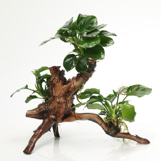 森悠（SARYOR）鱼缸造景水草 装饰水榕沉木净化水质辣椒榕有茎类实体活真草水族 【三头】绿金钱三头沉木