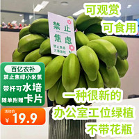 城南堡花 禁止焦绿水培香蕉带杆4- 6斤