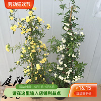 简型 黄木香花苗爬藤植物红白木香树苗大苗室内庭院四季开花木香花盆栽