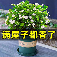 KaiShiguo Plants 开时果 茉莉花盆栽带花苞发货 办公室桌面绿植浓香花卉树苗植物好养盆景 精品茉莉花5-10棵