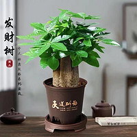 篱趣 发财树绿植小盆栽 三棵发财树+古风塑料盆带底座