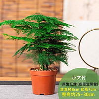 文竹盆栽植物室内办公室绿植花卉四季常青小盆栽