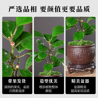 开时果 小盼菩提盆栽（带果发货）中式禅意植物办公室内桌面小绿植盆景 舍得盆+苔藓+底托（2-5颗小果） 小盼菩提（带果发货-含盆植）