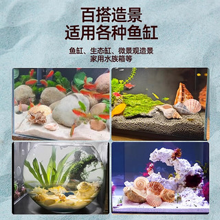 CRAZY PLANT天然贝壳海螺海星鱼缸创意造景摆件海洋动物标本水族箱全套装饰品 造景套餐B （含底砂）