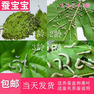 沃绣 蚕宝宝当天 蚕宝宝活体蚕卵小蚕彩色蚕桑叶新鲜桑叶养蚕套装 1龄小蚕10条+小盒+桑叶