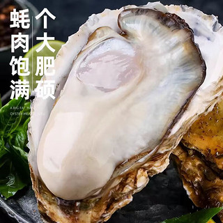 农美年乳山精品生蚝 XXXXXL 号 鲜活新鲜牡蛎带壳5.5斤装 海鲜海蛎子 乳山精品生蚝 单个 4-6两