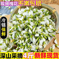 鲜总管槐花新鲜整箱槐米现摘野生槐花苞骨朵蒸菜野菜现摘现发 4斤 野生新鲜采摘