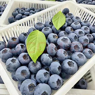 超大果 蓝莓 125g*6盒 单果18-22mm