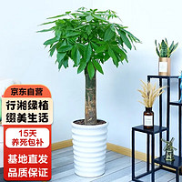 行湘 独杆发财树大型绿植 独杆发财树1.4-1.5米+椰砖+塑料白色螺纹盆