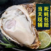 农美年乳山精品 生蚝 5XL 鲜活新鲜海蛎子5.5斤带箱 特大牡蛎  特选生蚝 单个 4-6两