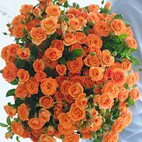 玫致 橙色芭比多头玫瑰花  云南昆明基地鲜花直批发家用水养插花办公室