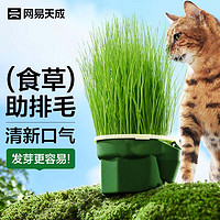 网易天成 猫咪零食猫草种子黑麦种子猫草盆栽无土懒人水培猫草杯 无土猫草杯 | 黑麦种子