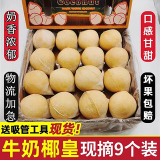 佳宝臣 VEYBOUSON海南牛奶椰皇新鲜去皮抛光椰青椰子蛋水果补羊水椰白椰子肉冻 海南椰皇9个 装 海南 椰皇