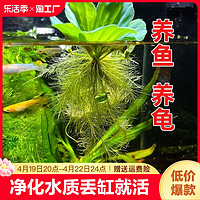 浮萍水草水芙蓉养鱼龟缸造景装饰水培植物水葫芦水草池塘净化水质