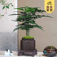 KaiShiguo Plants 开时果 文竹盆栽桌面摆件盆景 办公室内植物竹子水培客厅小绿植盆景 文竹（悟字紫砂盆+苔藓+底座）