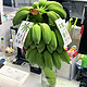 临雅 禁止蕉绿芭蕉办公室桌面绿植水培植物香蕉树盆栽水果室内可食用虑