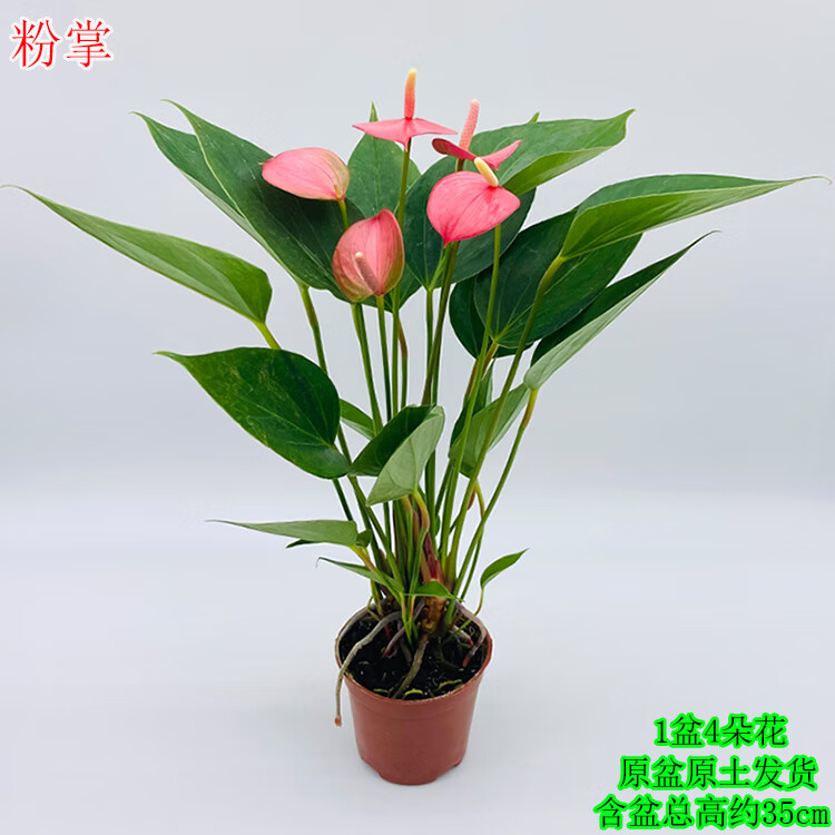 秋颖粉掌盆栽室内火鹤花烛红掌一帆风顺水培植物办公桌面客厅吸 小号粉掌1盆含盆总高约35cm培育 含盆