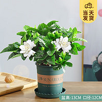 KaiShiguo Plants 开时果 栀子花盆栽浓香型（带花苞发货）花卉植物四季好养阳台绿植盆景 加仑盆