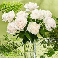 京东鲜花 山东重瓣芍药白色20枝（品种随机）鲜花室内装饰趣味插花